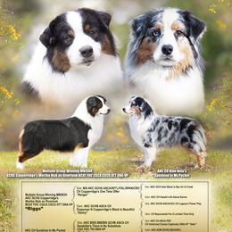 Australian Shepherd puppies from CumberlandRidge Australian Shepherds