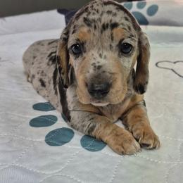 Mindy - Black and tan female Dachshund puppy in Randolph, Texas from Spindle's Little Treasures