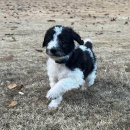 Comet - Parti male Labradoodle puppy in Monticello, Georgia from Daylin’s Doodles & Labradors