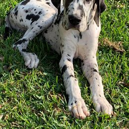 Great Dane Puppies from 5T Danes
