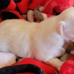 Maltese Puppies from Norma T.'s Maltese