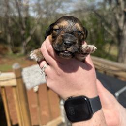 Dachshund Puppies from Crowder Doxies