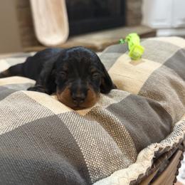 Lime Green Collar Boy - Black and tan male Dachshund puppy in Wray, Georgia from Cotton Hill Dachshunds