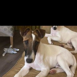 Michael - Smooth Fox Terrier
