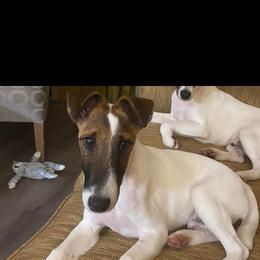 Michael - Smooth Fox Terrier