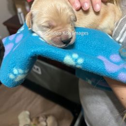 Golden Retriever Puppies from Golden Kiss Retrievers