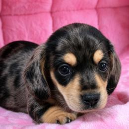 Cooper - Black and cream male Dachshund puppy in Salem, Oregon from Longdox Mini Dachshunds