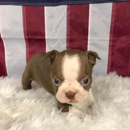 Boston Terriers, Chesapeake Bay Retrievers, and French Bulldogs from Stogdill's Baby Bullies