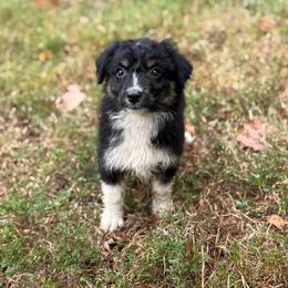 Mochi - Black tri male Miniature American Shepherd puppy in Leitchfield, Kentucky from Legendmaker MAS