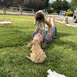 Lagotto Romagnolo Puppies from Lagotti di Mesilla