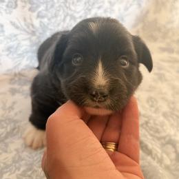Boy 4 - Sable and white male American Corgi puppy in Castle Rock, Washington from R and b corgis and farm