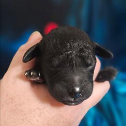 Red - Blue female Bedlington Terrier puppy in Rincon, Georgia from Prismic Bedlington Terriers