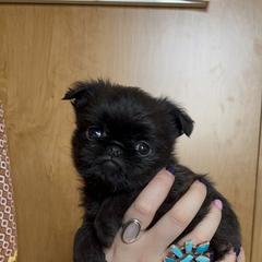 Brussels Griffon Puppies from Butler Brussels Griffon