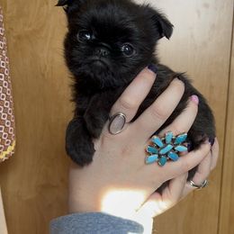 Brussels Griffon Puppies from Butler Brussels Griffon