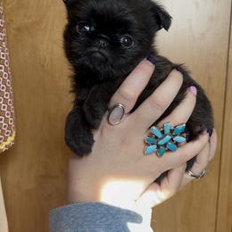 Brussels Griffon Puppies from Butler Brussels Griffon