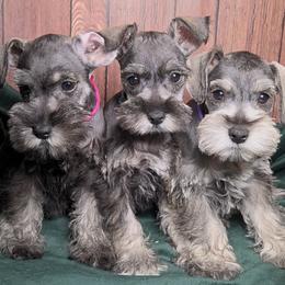 Miniature Schnauzer puppies from Halo Schnauzer