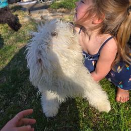 Frosty - White male Puli puppy in New Richmond, Ohio from Noe Barkaja Kennel