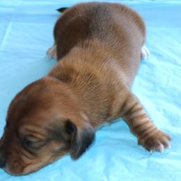 Puppy D Family Raised Purebred Genetically DNA Tested Parents - Sable male Dachshund puppy in Haines City, Florida from Divine Dachshunds