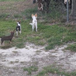 Chihuahua Puppies from OakView Farm