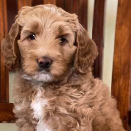 Australian Labradoodles from Kindred Hollow Labradoodles
