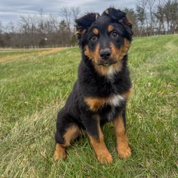 Butter Ball (grey) - Black tri-color male Australian Shepherd puppy in Falmouth, Kentucky from Queen City Farm