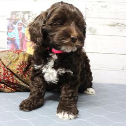 Pink collar India - Chocolate female Australian Labradoodle puppy in Provo, Utah from EllsWORTH Labradoodles LLC