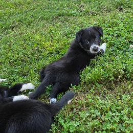 Strong - Black and white male Border Collie puppy in Gaffney, South Carolina from On the Lamb