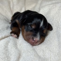 Colt - Phantom male Bernedoodle puppy in Hillsboro, Oregon from Myt fine doodles