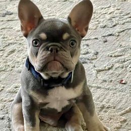 French Bulldogs from Frenchie’s by Clearview