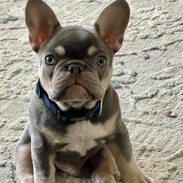 French Bulldogs from Frenchie’s by Clearview