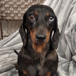 Arya - Dachshund