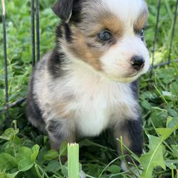 Boy 3 - Blue merle male Miniature Australian Shepherd puppy in Arcadia, Indiana from Sunset Cowgirl Mini Aussies