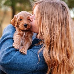 Goldendoodle Puppies from Bows & Ties Doodles