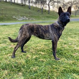 Belgian Malinois and Dutch Shepherd Puppies from Westberg Working Dogs