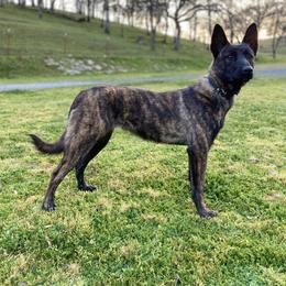 Belgian Malinois and Dutch Shepherd Puppies from Westberg Working Dogs