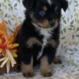 Miniature Australian Shepherd Puppies from Coleman’s Country Aussies