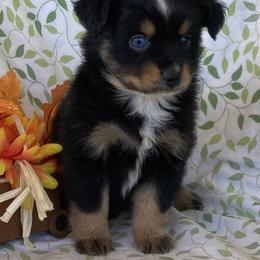 Miniature Australian Shepherd Puppies from Coleman’s Country Aussies