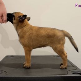 Purple Collar - Fawn female Belgian Malinois puppy in Cameron, North Carolina from Wildheart Belgian Malinois