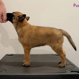 Purple Collar - Fawn female Belgian Malinois puppy in Cameron, North Carolina from Wildheart Belgian Malinois