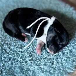 Boy 1 - Black Australian Shepherd puppy in Elizabeth City, North Carolina from Tk’s Kennels