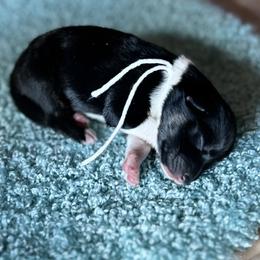 Boy 1 - Black Australian Shepherd puppy in Elizabeth City, North Carolina from Tk’s Kennels