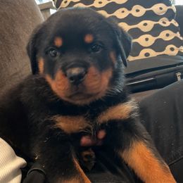 Rottweiler Puppies from Black Diamond Excellence rottweiler kennel