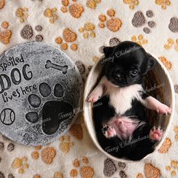 Jalapeño - Black and white male Chihuahua puppy in Rocky Mount, Virginia from Teeny Chihuahuas