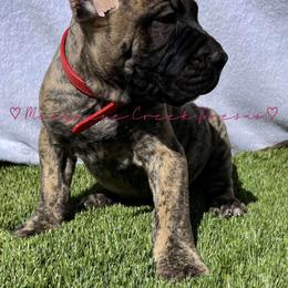Perro de Presa Canario Puppies from Mesquite Creek Kennels