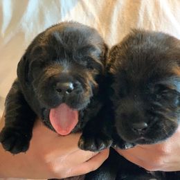 Labrador Retriever Puppies from Ronara Labradors