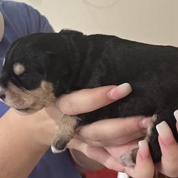 Girl 2 - female Miniature Schnauzer puppy in Carriere, Mississippi from Sassy Schnauzers