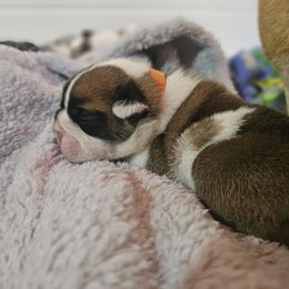 Boy 1 - Red brindle and white male Bulldog puppy in Lewisberry, Pennsylvania from Salted Rim Corgis