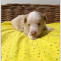 Girl 1 Aussie Doodle - Yellow female Miniature Australian Shepherd puppy in Pensacola, Florida from TNT MINI AUSSIES