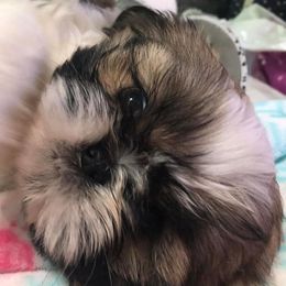 Shih Tzus from Shhhh Shih Tzu