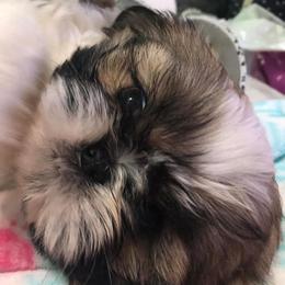Shih Tzus from Shhhh Shih Tzu
